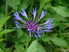 Centaurea montanaBergcentaurie bestellen